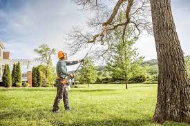 How Our Tree Care Process Works  in Willows, CA